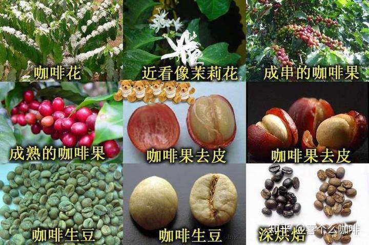 醇咖啡苦_醇品咖啡太苦怎么办_纯咖啡苦