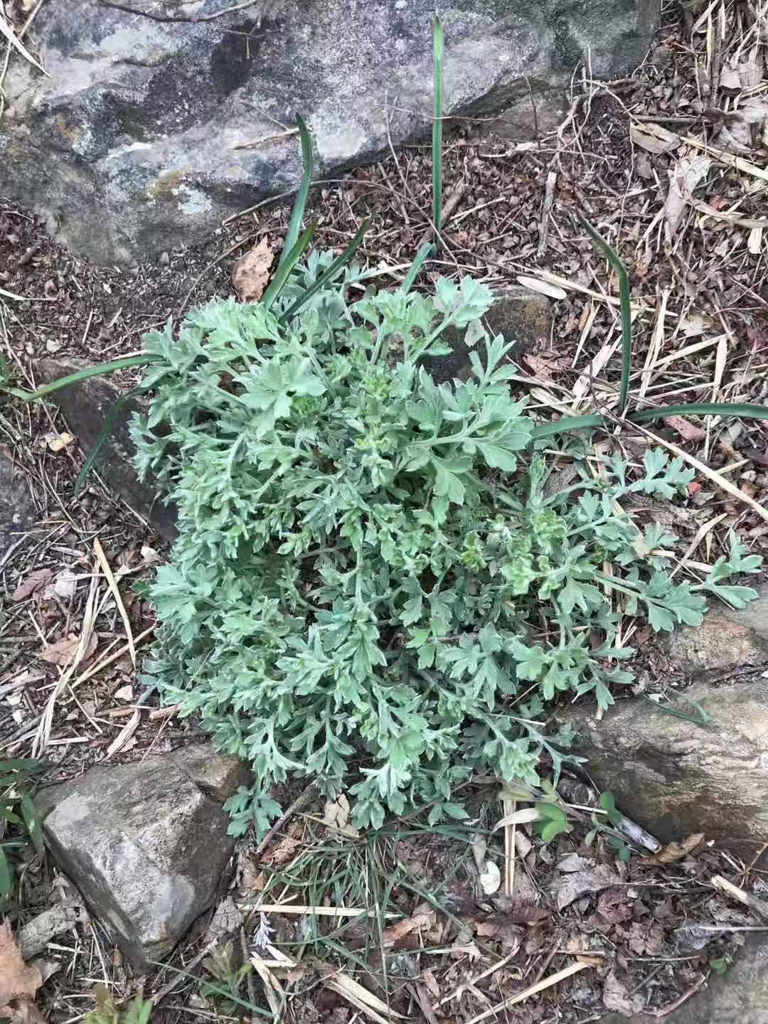 嵩山国际美食_嵩山国际的房子怎么样_嵩山国际地址