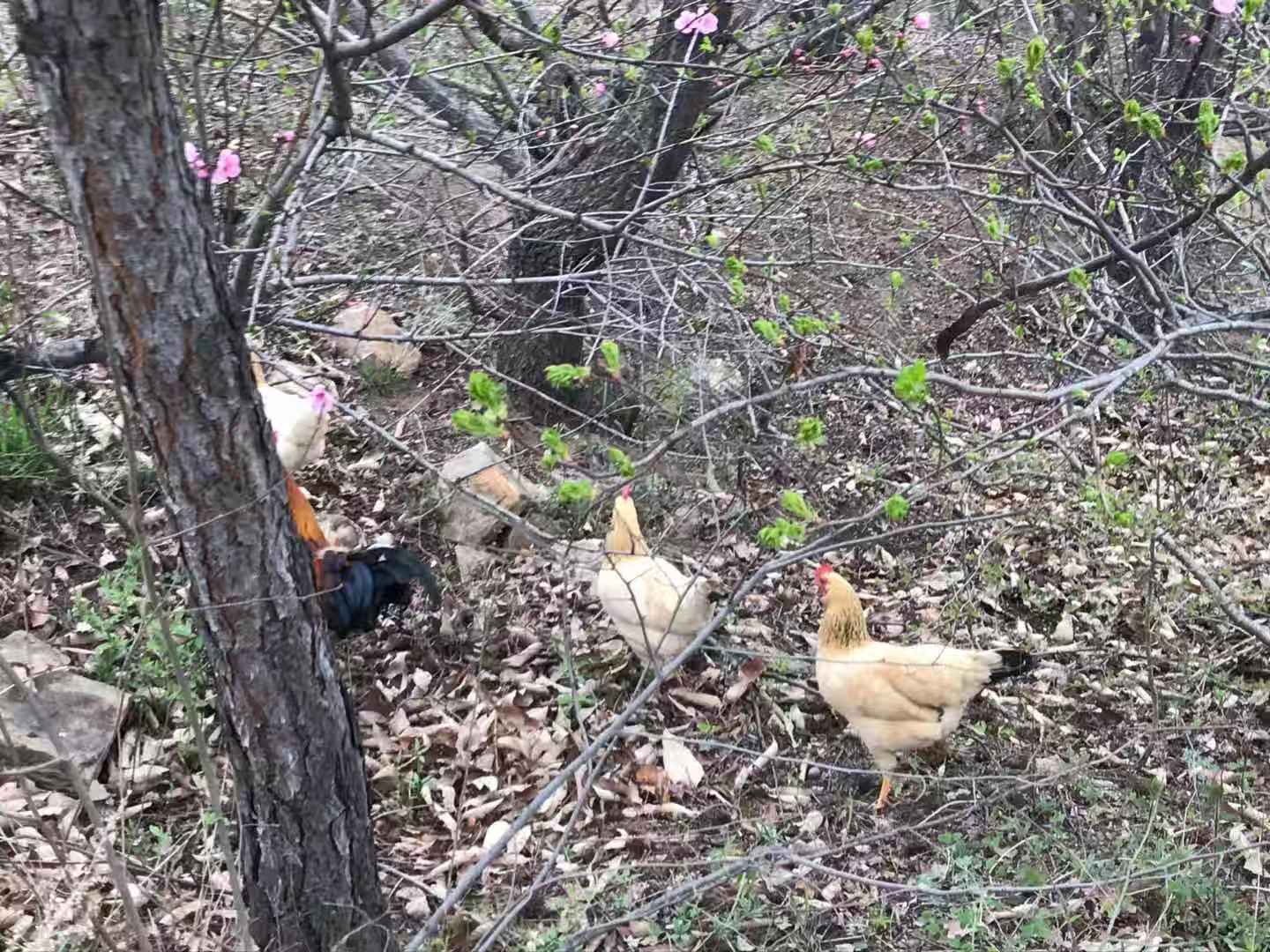 嵩山国际美食_嵩山国际的房子怎么样_嵩山国际地址