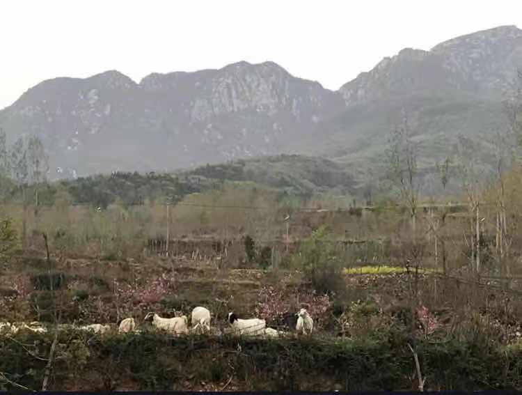 嵩山国际美食_嵩山国际地址_嵩山国际的房子怎么样
