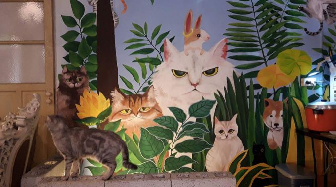猫咖啡馆_猫咪咖啡馆的猫太可怜了_咖啡馆猫咖产品介绍