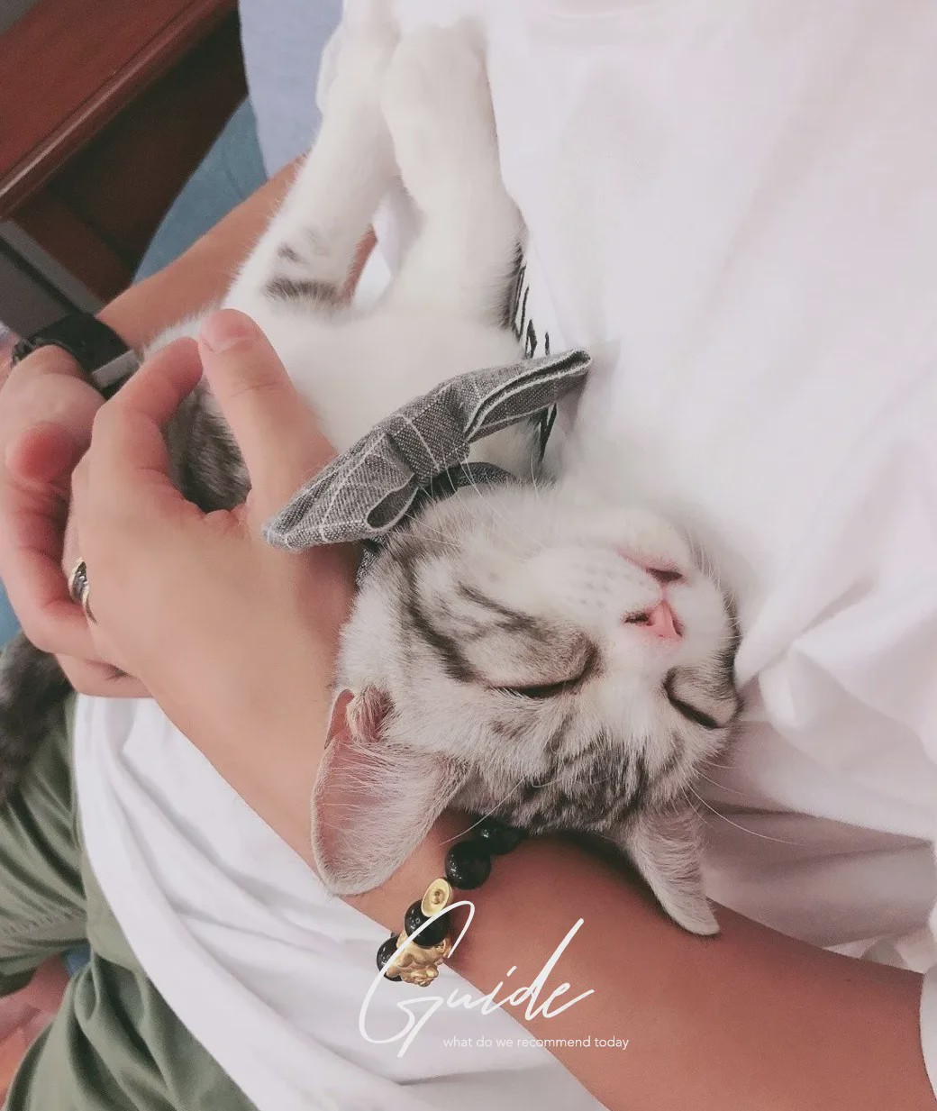 猫咖啡馆馆主_咖啡馆猫咖产品介绍_猫咖啡馆