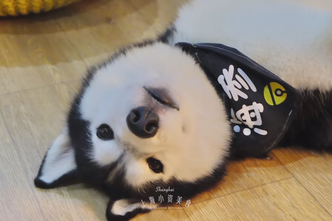 咖啡馆猫咖产品介绍_猫咖啡馆馆主_猫咖啡馆