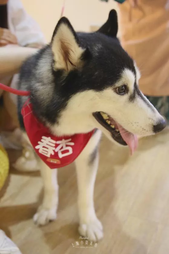 咖啡馆猫咖产品介绍_猫咖啡馆馆主_猫咖啡馆
