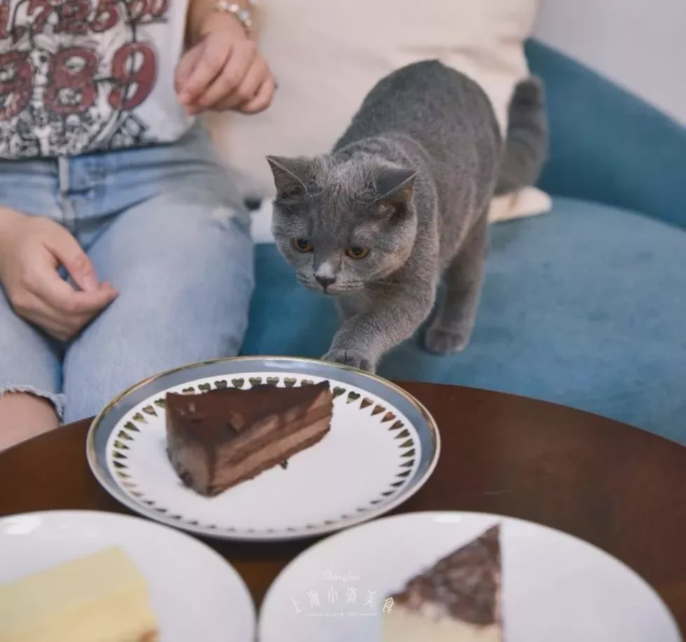 猫咖啡馆馆主_咖啡馆猫咖产品介绍_猫咖啡馆