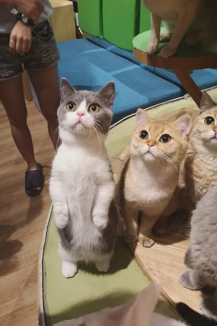 猫咖啡馆_猫咖啡馆馆主_咖啡馆猫咖产品介绍