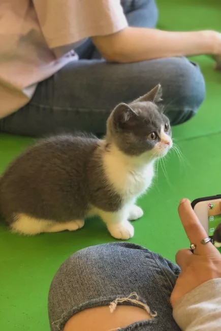 猫咖啡馆_咖啡馆猫咖产品介绍_猫咖啡馆馆主