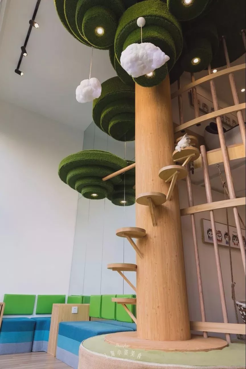 猫咖啡馆_猫咖啡馆馆主_咖啡馆猫咖产品介绍