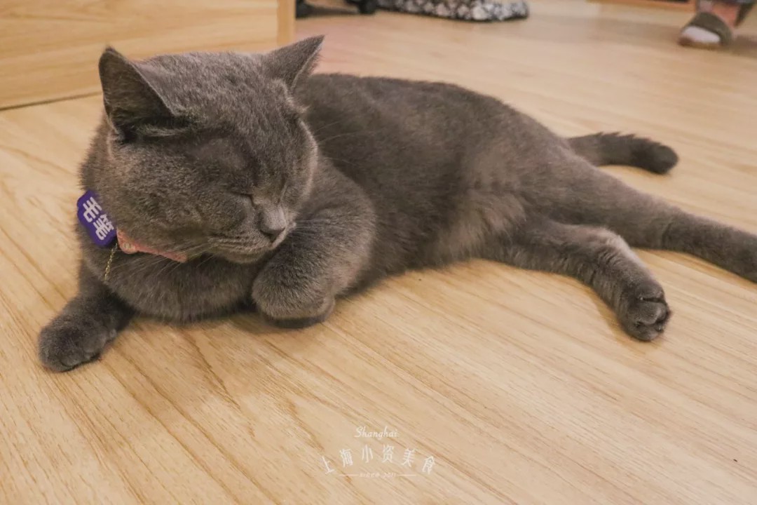 咖啡馆猫咖产品介绍_猫咖啡馆馆主_猫咖啡馆