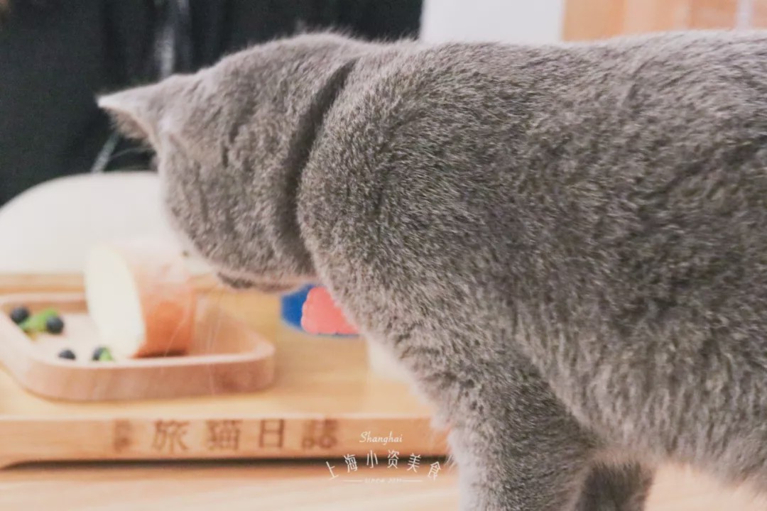 猫咖啡馆_咖啡馆猫咖产品介绍_猫咖啡馆馆主