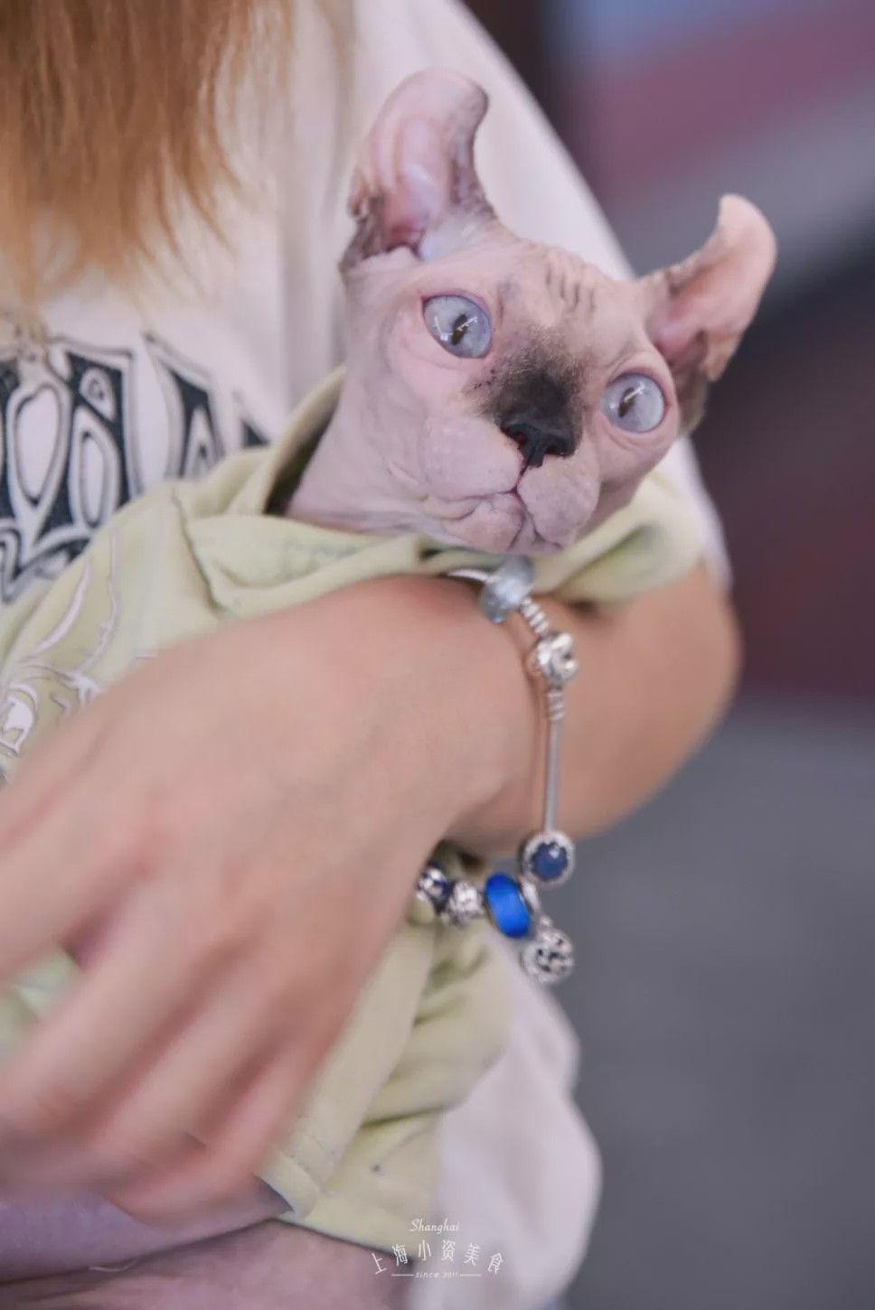 猫咖啡馆_猫咖啡馆馆主_咖啡馆猫咖产品介绍