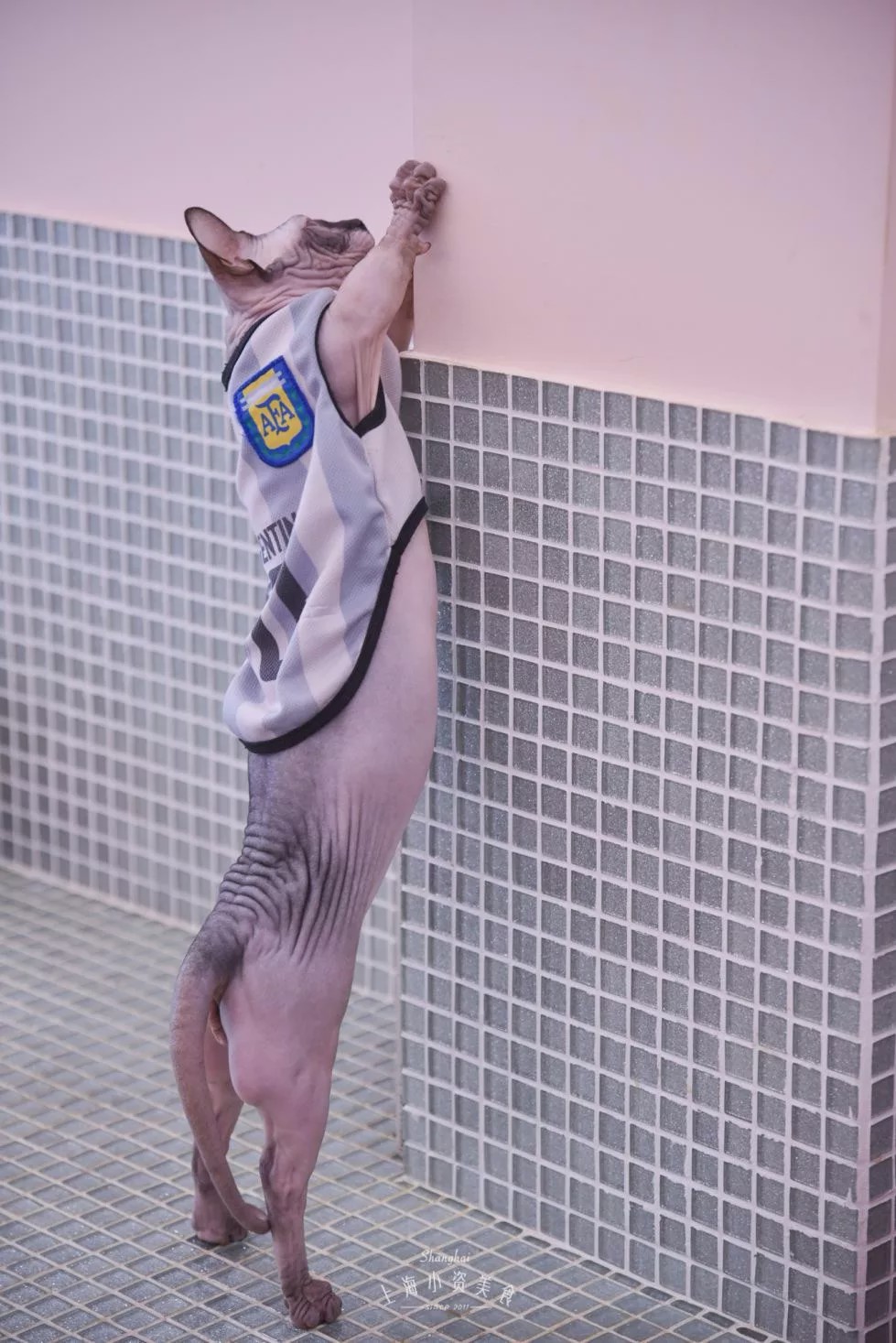 猫咖啡馆馆主_猫咖啡馆_咖啡馆猫咖产品介绍