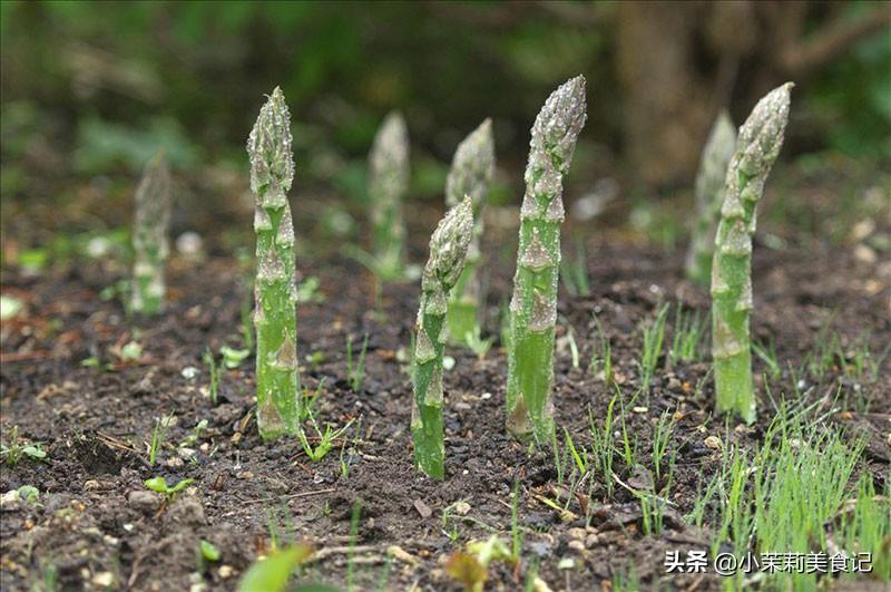 西餐中芦笋的做法_芦笋怎么做西餐的配菜_西餐芦笋是