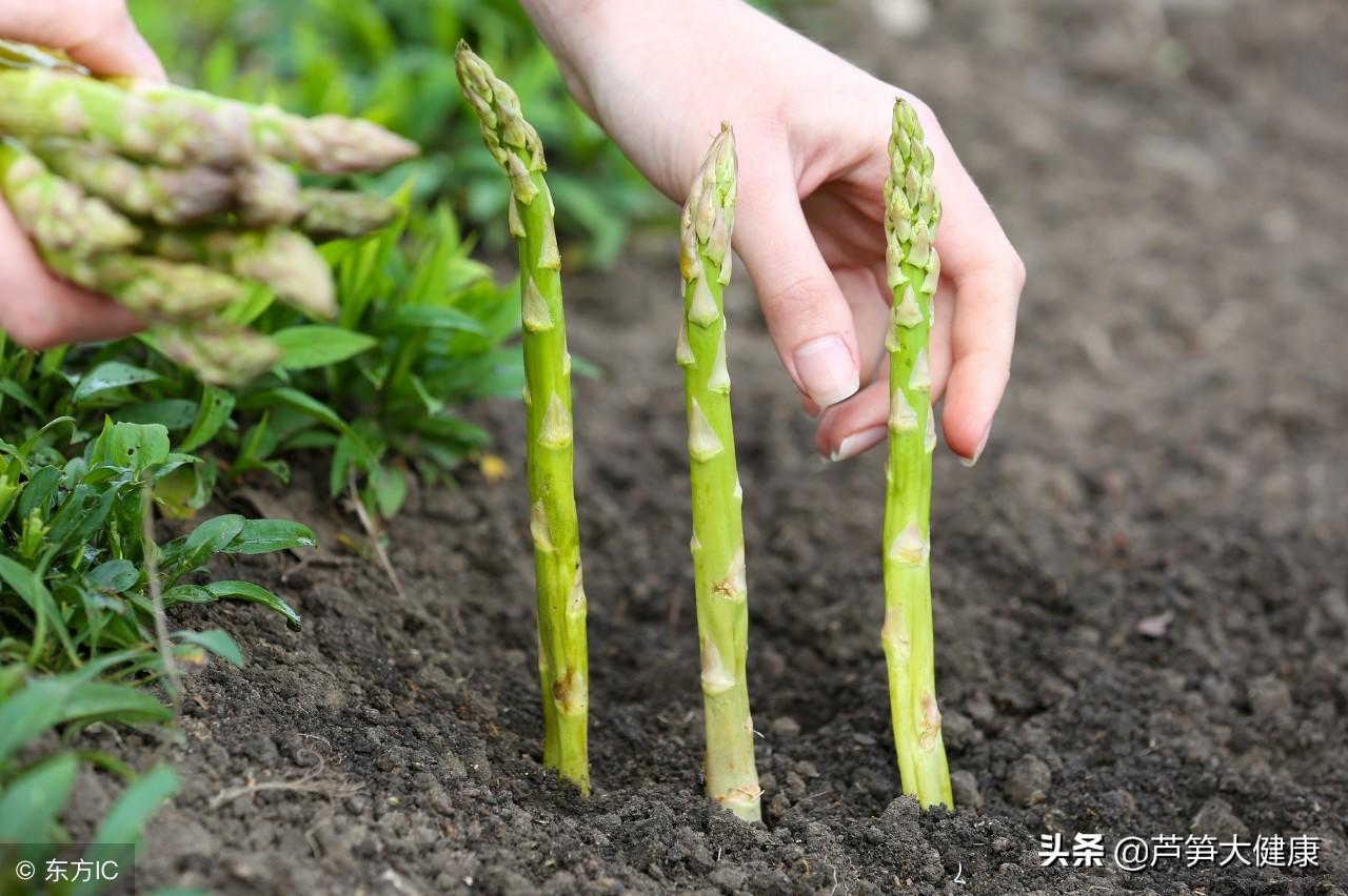 芦笋西餐厅做法_西餐芦笋是_芦笋怎么做西餐的配菜