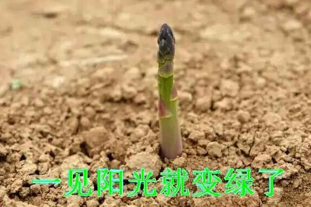 西餐中芦笋的做法_西餐芦笋是_西餐芦笋怎么做好吃