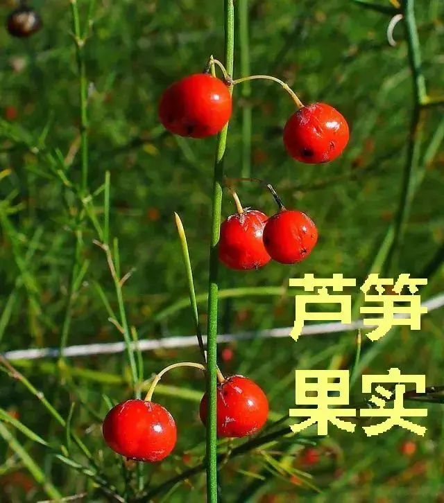 西餐芦笋是_西餐中芦笋的做法_西餐芦笋怎么做好吃