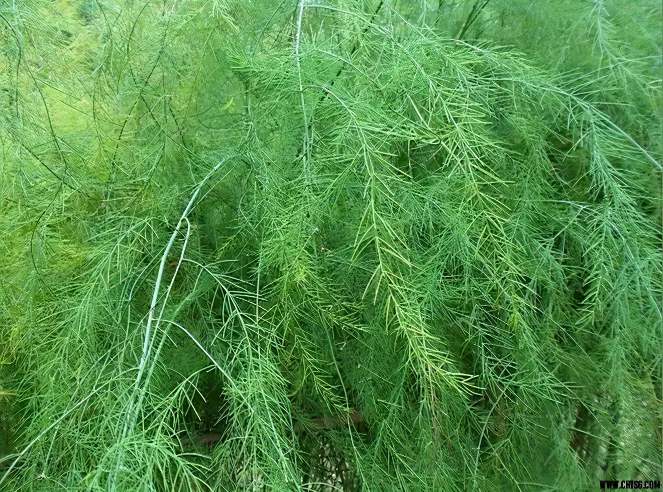 西餐芦笋是_西餐中芦笋的做法_西餐芦笋怎么做好吃