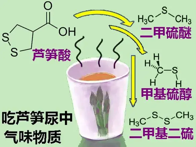 西餐中芦笋的做法_西餐芦笋是_西餐芦笋怎么做好吃