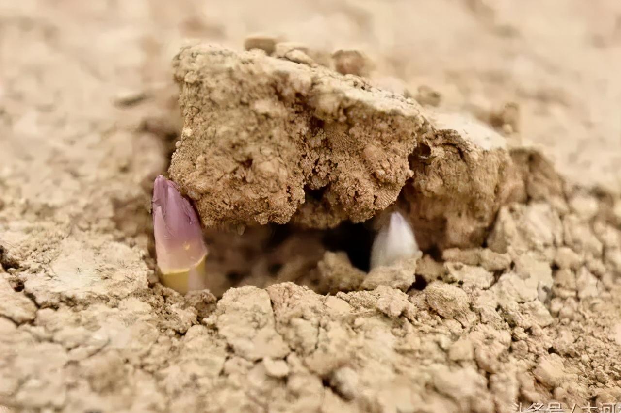 西餐中芦笋的做法_西餐芦笋是_西餐芦笋怎么做好吃